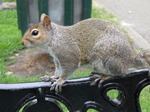 SX06612Grey Squirrel (Sciurus carolinensis) on arm of park bench.jpg